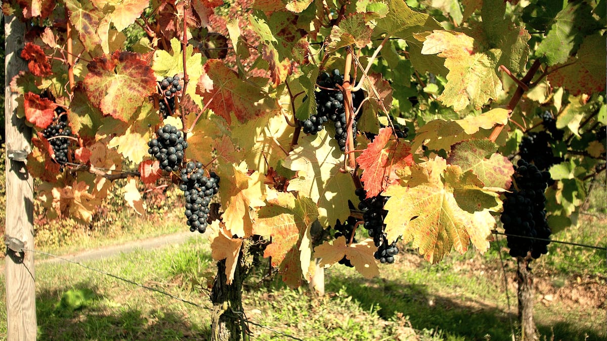 Dunkle rote Weintrauben am Rebstock im warmen Herbstlicht