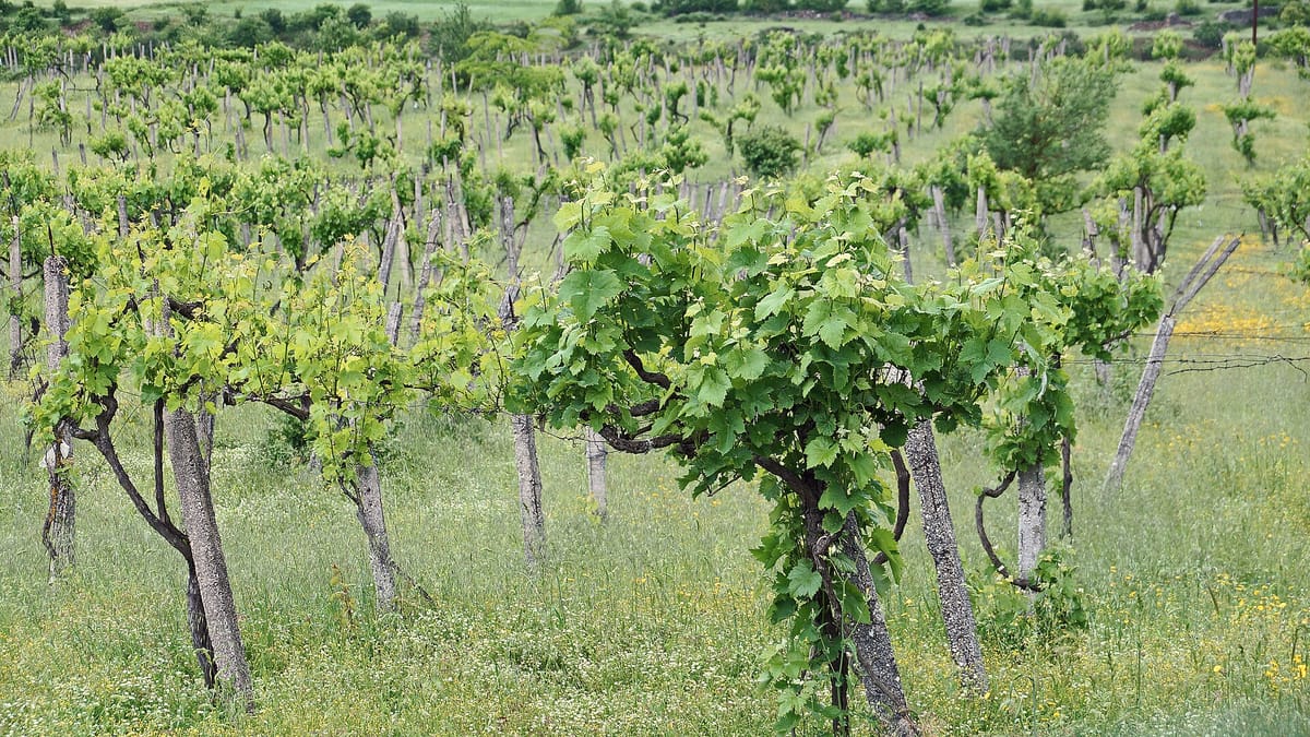 Weinberg mit alten Rebstöcken bei Përmet in Südalbanien