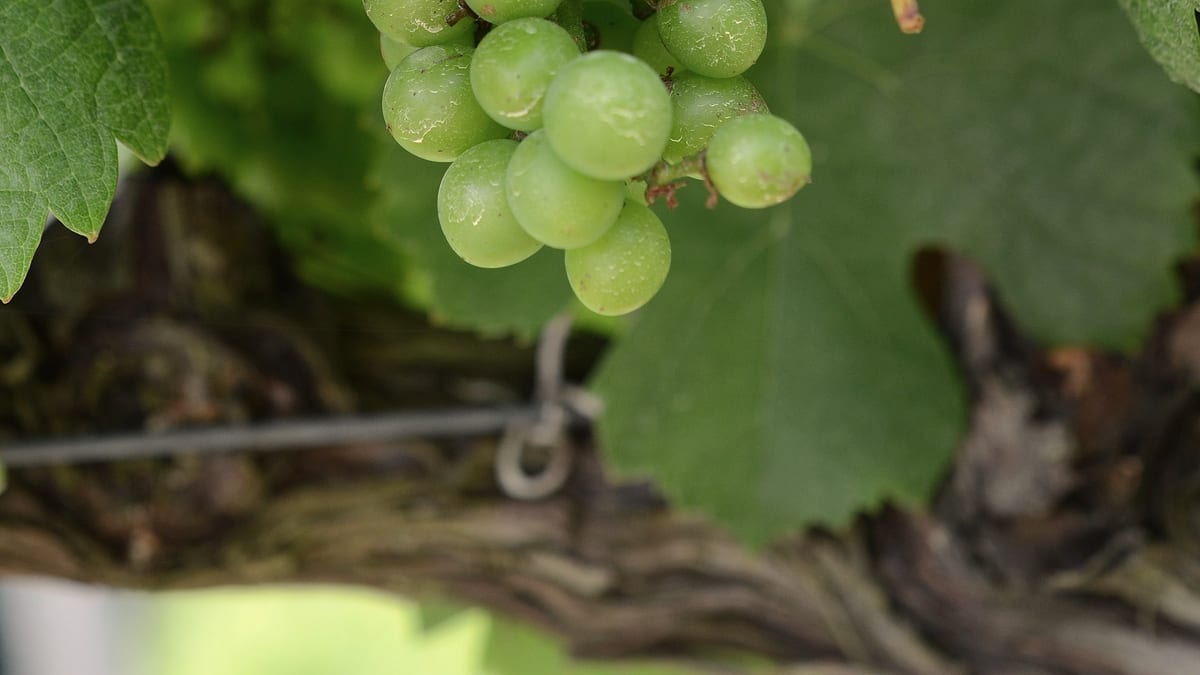 Frische grüne Weintrauben am Rebstock zwischen Weinlaub
