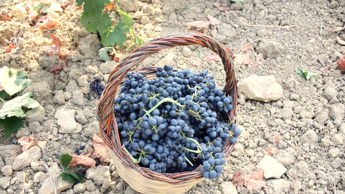 Ein Korb mit frisch geernteten dunklen Weintrauben im Weinberg