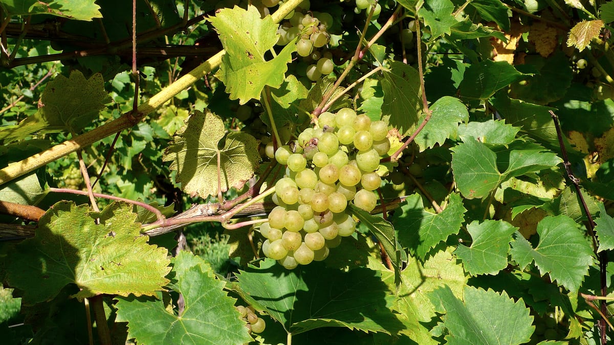 Grüne Weintrauben am Rebstock zwischen Weinlaub im Sonnenlicht