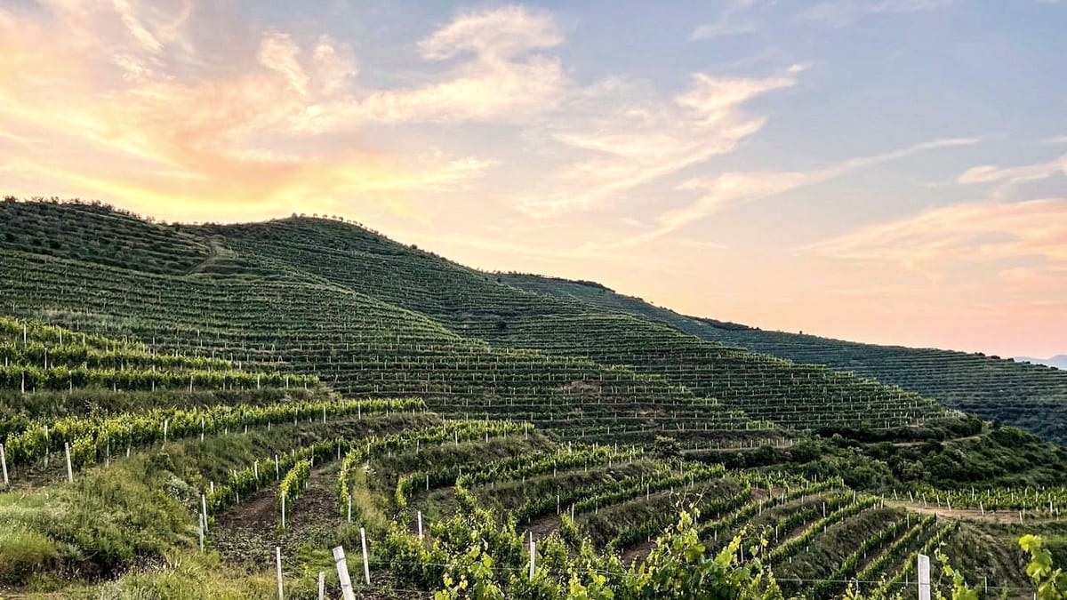 Terrassierte Weinberge von Çobo Winery bei Berat im Abendlicht