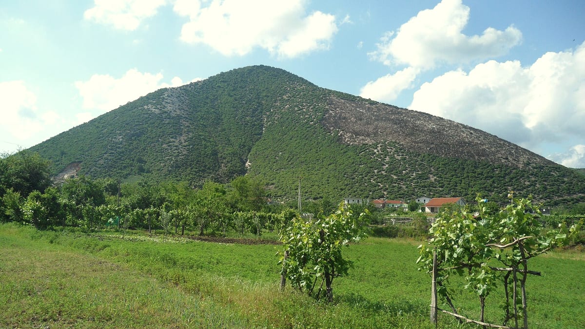 Weinberg vor einem grün bewachsenen Berg in Südalbanien unter blauem Himmel