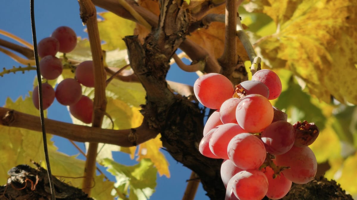 Rote Trauben am Rebstock im warmen Herbstlicht