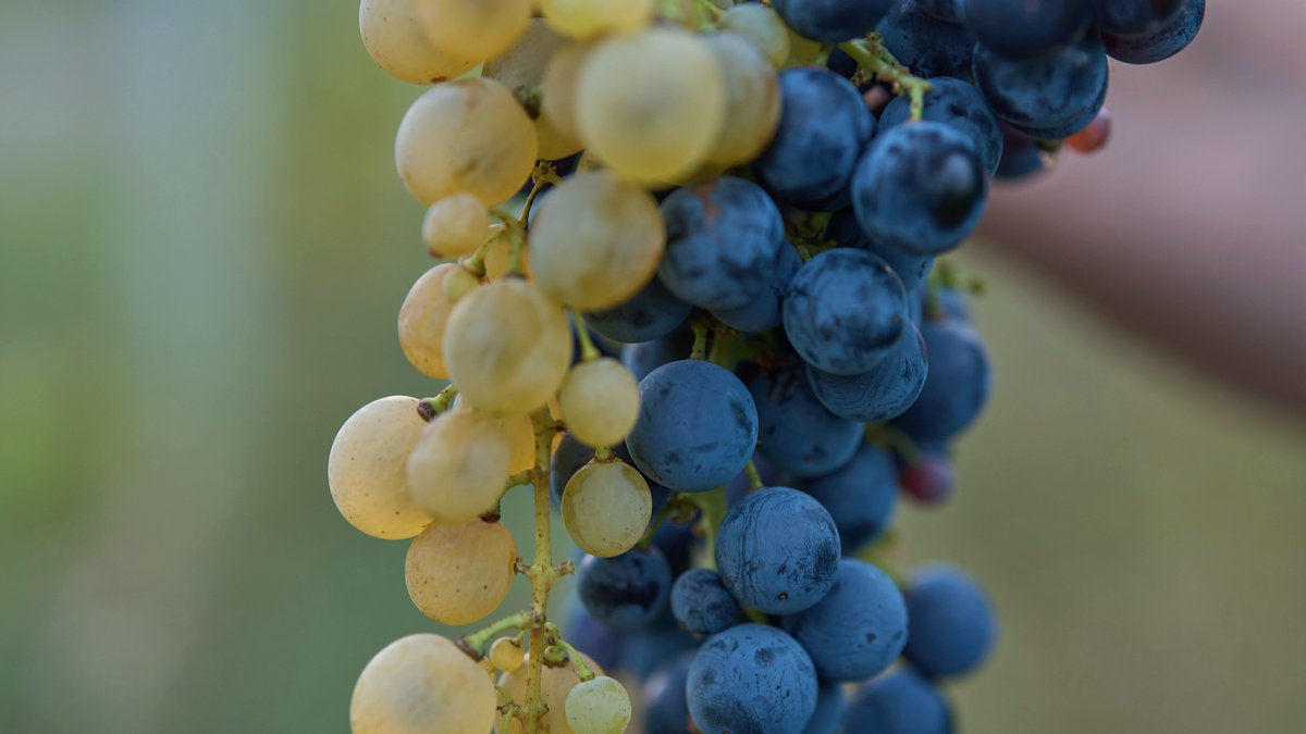 Frisch geerntete dunkle Trauben in Händen bei der Weinlese im warmen Licht