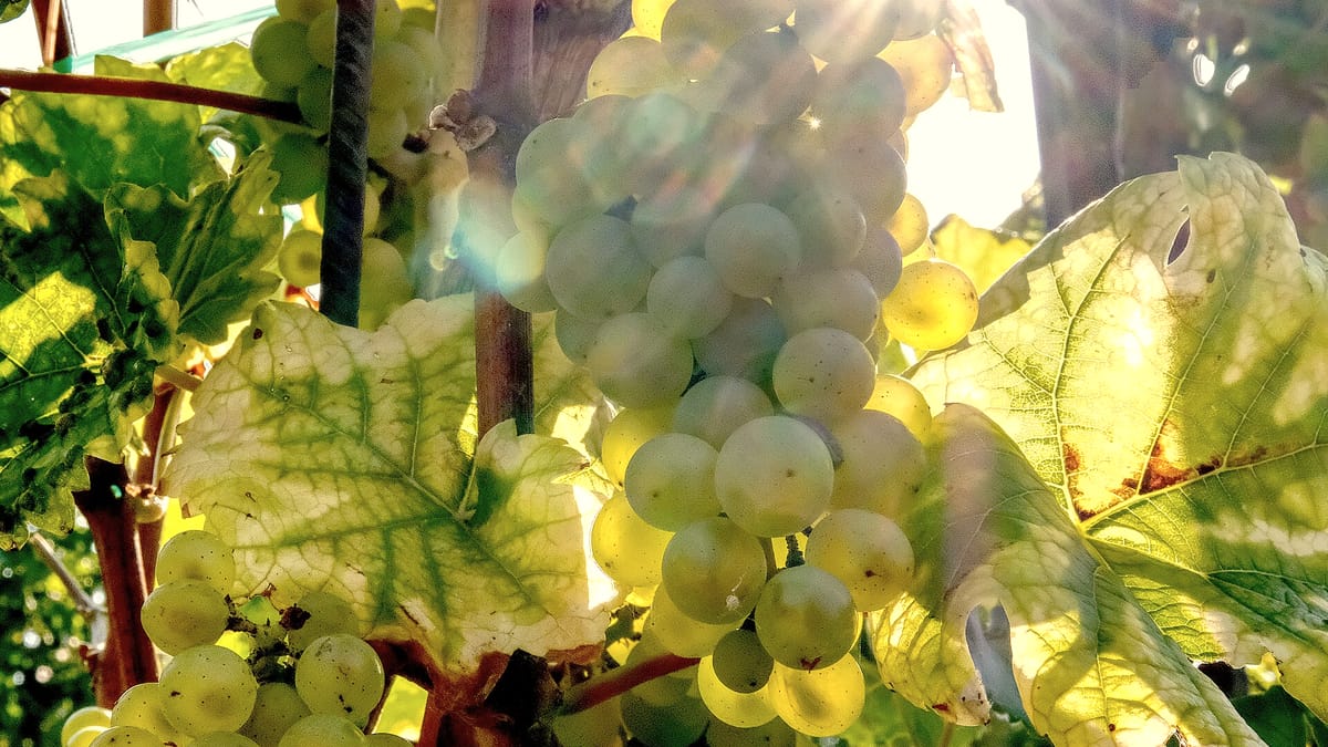 Sonnendurchflutete helle Trauben am Weinstock