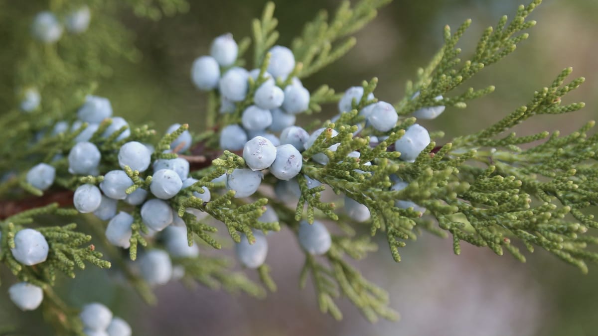 Zweig mit reifen blauen Wacholderbeeren in kräftigem Grün
