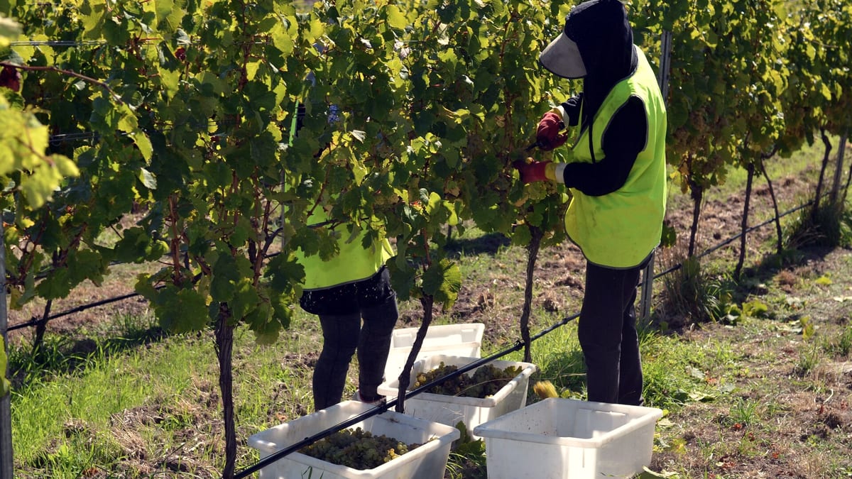 Winzer bei der Handlese von Weintrauben in einem herbstlichen Weinberg